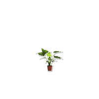 Boozed plant floral styling planten Sticker