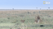 african cats big cat week GIF by Nat Geo Wild 
