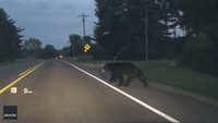 Bear Runs Across Street in Front of Michigan Commuter