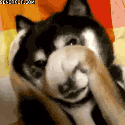 Dog Reaction GIF