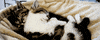 cat kittens GIF