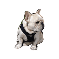 ChefPopokinhas dog muscle french frenchie Sticker