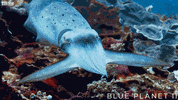 bbc one sea GIF by BBC