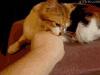 bites GIF