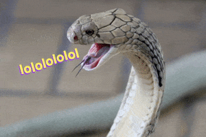 Joke Lol GIF by jOnNy'S wOrLd