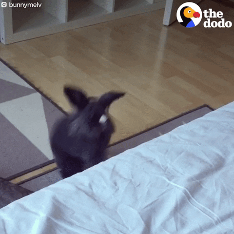 bunny rabbit GIF by The Dodo