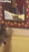 Kitty Spots Trouble in Mirror