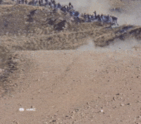 Fast Car Motorsports GIF by FIA World Rally Championship