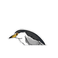 Bird Fauna Sticker by Parks Conservancy