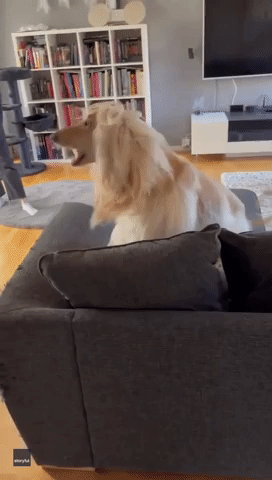 Dog Has Funny Reaction to Halloween Decorations