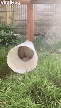 Fluffy Rabbit's Reverse Out of Tube