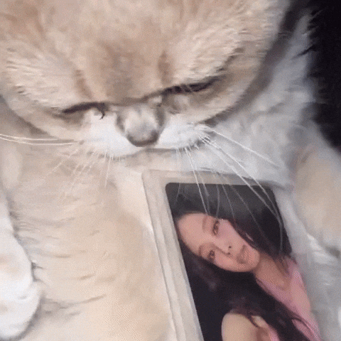 Cat Eat GIF