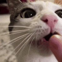 Cat Eating GIF