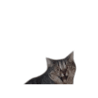 Cat Sticker