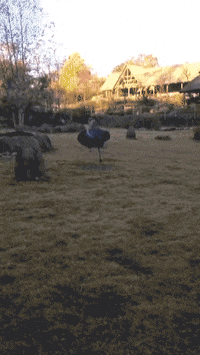 cincinnatizoo dance run drama energy GIF