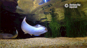 bat ray GIF by Monterey Bay Aquarium