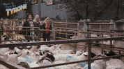 Bbc Walking GIF by Stellify Media