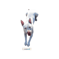 Goodboi Sticker by Vida Bull