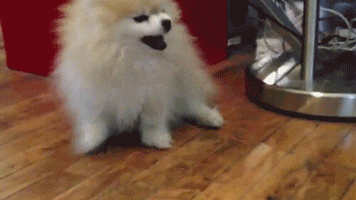 dog sneezing GIF by Cheezburger