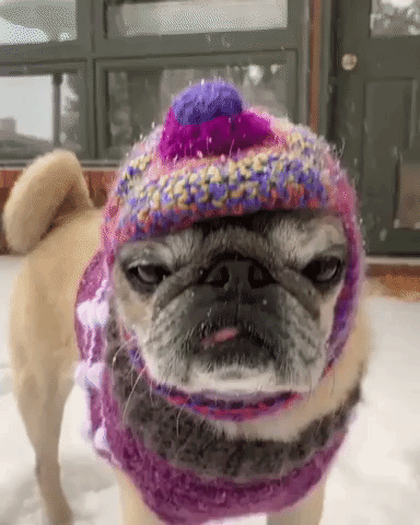 Pug Dressed for Winter as Snow Hits Colorado