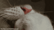 cat tongue GIF by PBS Digital Studios