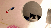 bushwickbark kitten fight bushwickbark GIF