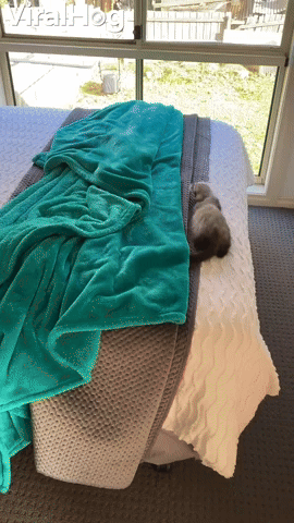 Falling Ferret Does Backflip off Bed