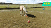 football soccer GIF by KiKA