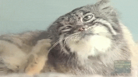 cats GIF