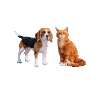 FELIXBURDASTIFTUNG gesundheit krebs vorsorge darm Sticker