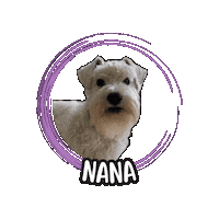 Nana Schnauzer Sticker by Asilo per cani Dog'sMind