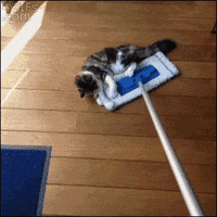 cat riding GIF