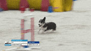 Hustling Espn GIF by American Kennel Club