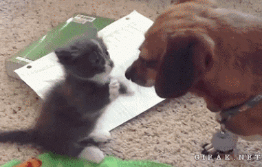 Video gif. Kitten sits up and pitter patters a discount's nose.