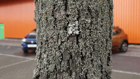 Dacia GIF by Autohaus Tabor