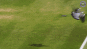 tennis court bird GIF by Wimbledon
