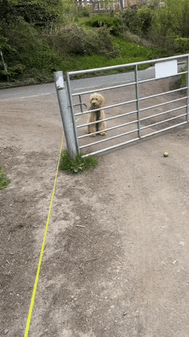 cuteanimalland giphyupload GIF