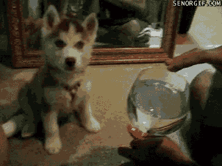 best of week dog GIF by Cheezburger