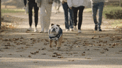 Happy Butler Bulldogs GIF by Butler University