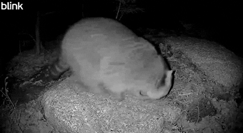 aprilcampbell078a685f011040929e493c2c425f9771 fat fluffy raccoon large GIF