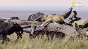 african cats big cat week GIF by Nat Geo Wild