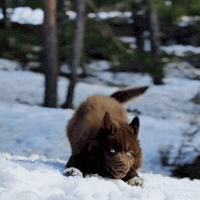 Red Husky GIF