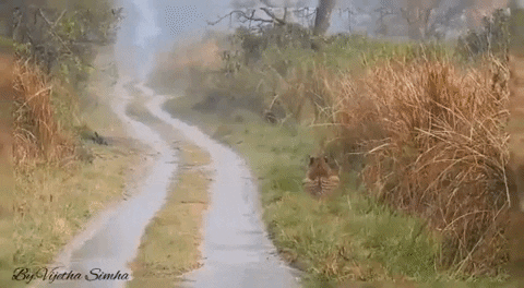 cuteanimalland giphyupload GIF