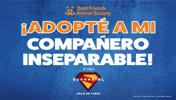 Adopt Best Friends GIF by Best Friends Animal Society