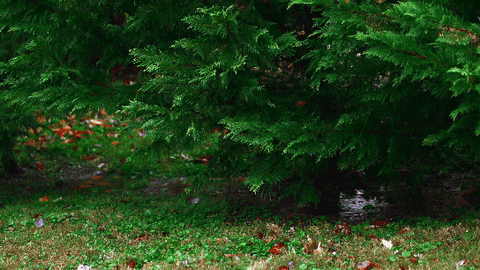 Rain Landscape GIF