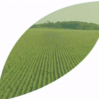 rainbowagrobrasil rainbow agro rainbowagro tudosobrecrescimento GIF