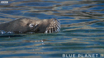 bbc one oceans GIF by BBC