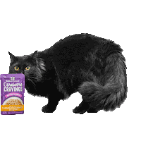 Shocked Pet Food Sticker by Stella and Chewy's