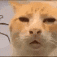 giphyupload GIF