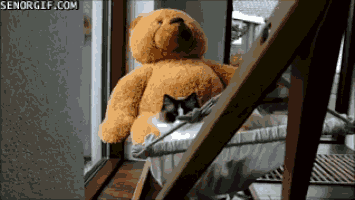 cat teddy GIF